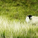 sheep-banner sheep-banner